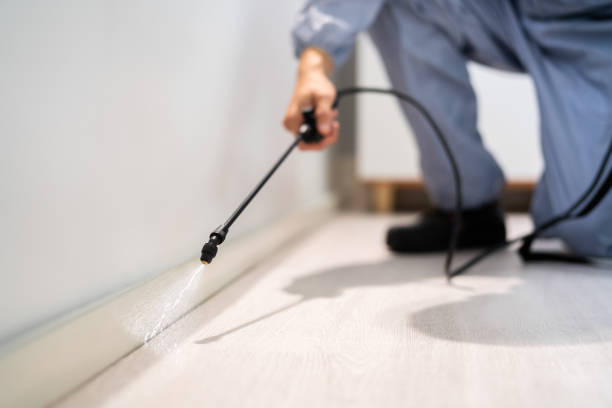 Professional exterminator conducting IPM assessment in Kensington